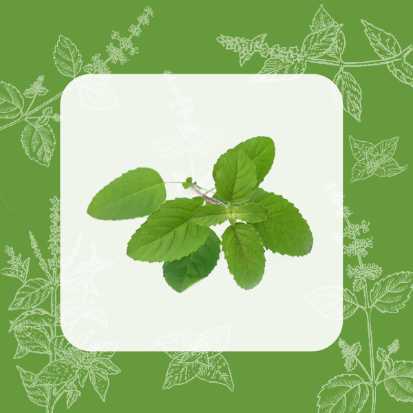 Tulsi
